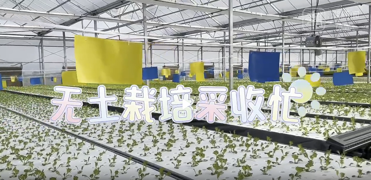 首批上市！这家“植物工厂”直供“长三角”