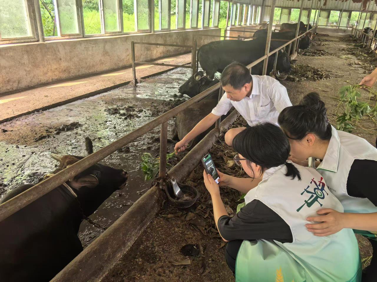 从“耳标”到“脸标”，AI赋能精准养殖管理 宁波百头肉牛刷脸参保