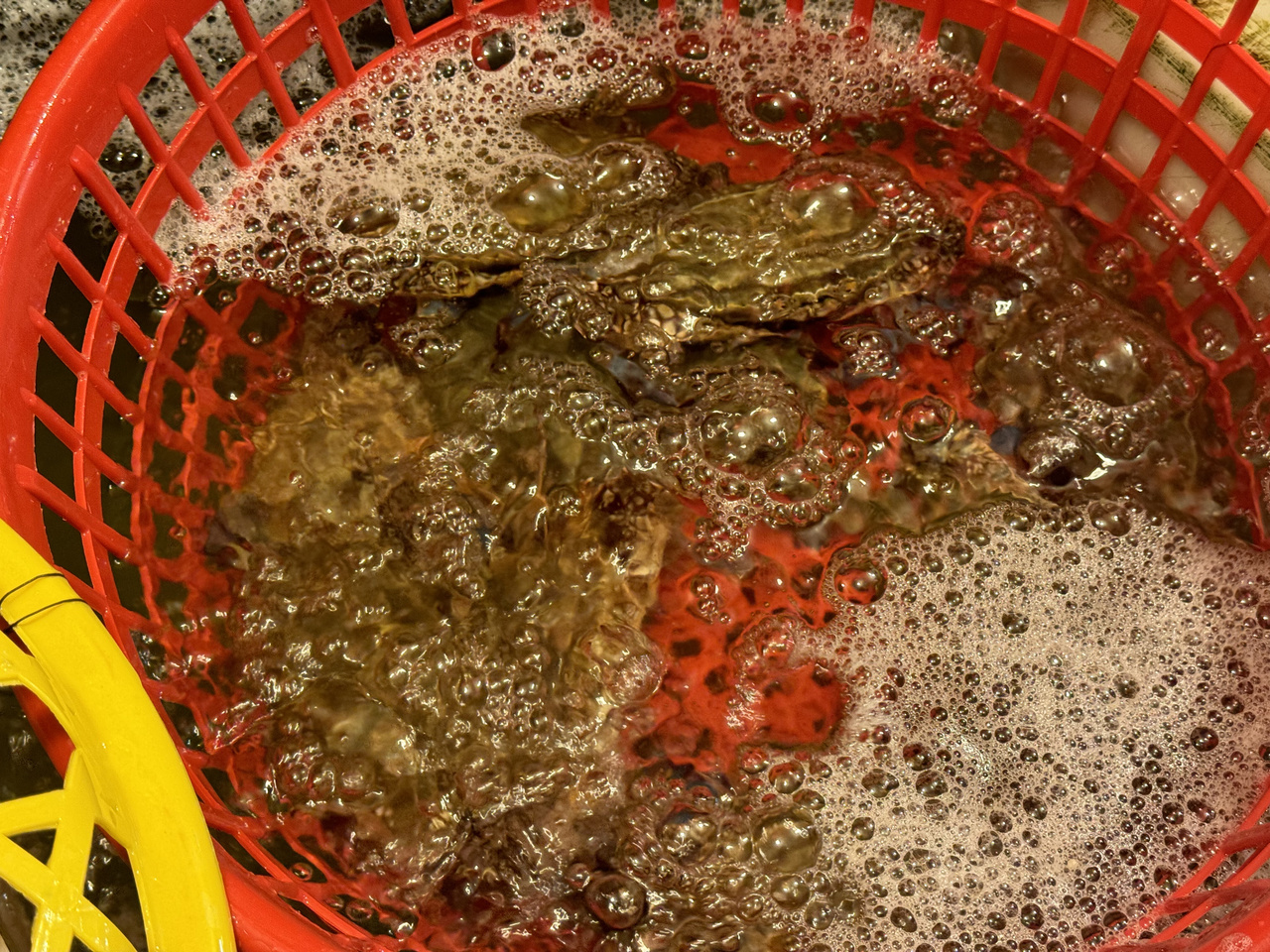 视频丨初冬限定美味批量上线！价格同比降两成，越冷越好吃