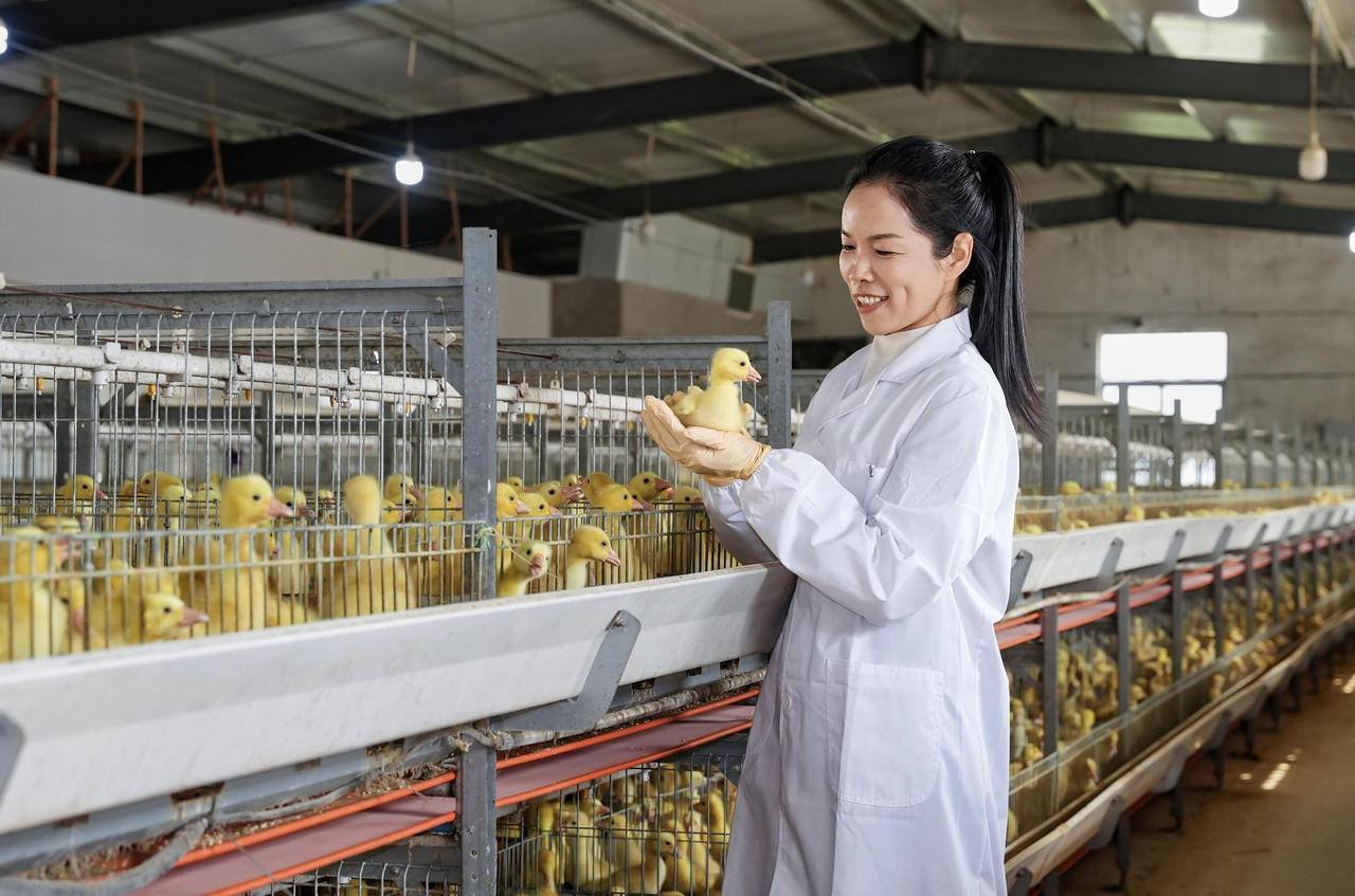 做一只共富“领头鹅”——记象山县畜牧兽医总站站长李玲