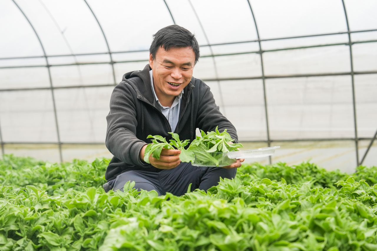 给冰菜“喂”厨余沼泥，种出“自带调料”的神奇美味
