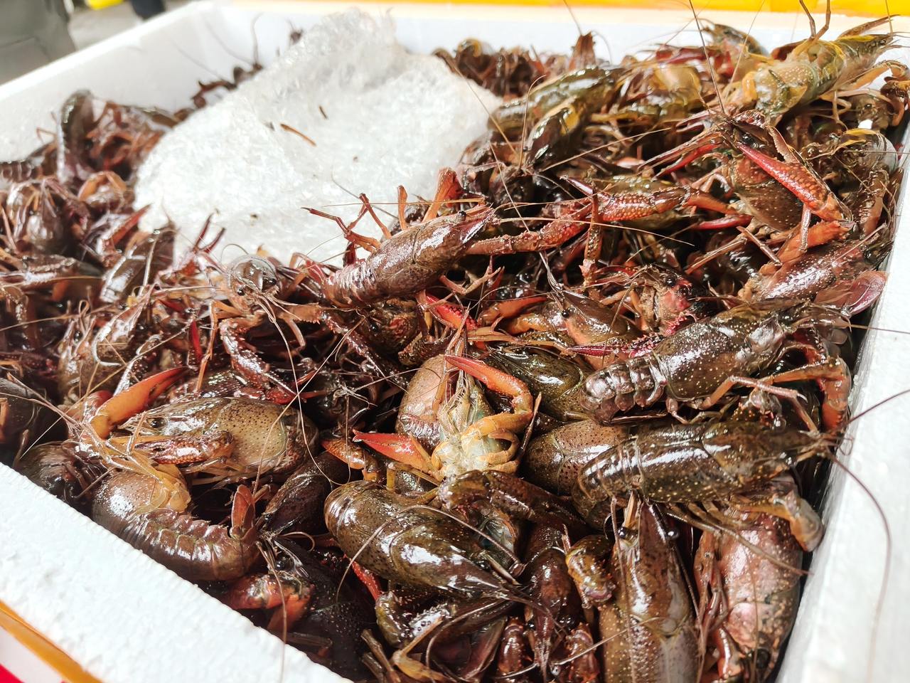 “夜宵顶流”小龙虾“抢鲜”上市 价格同比下降近四成