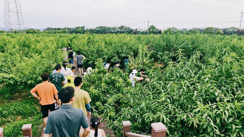 这个夏天，来慈溪掌起赴一场“海桃之约”
